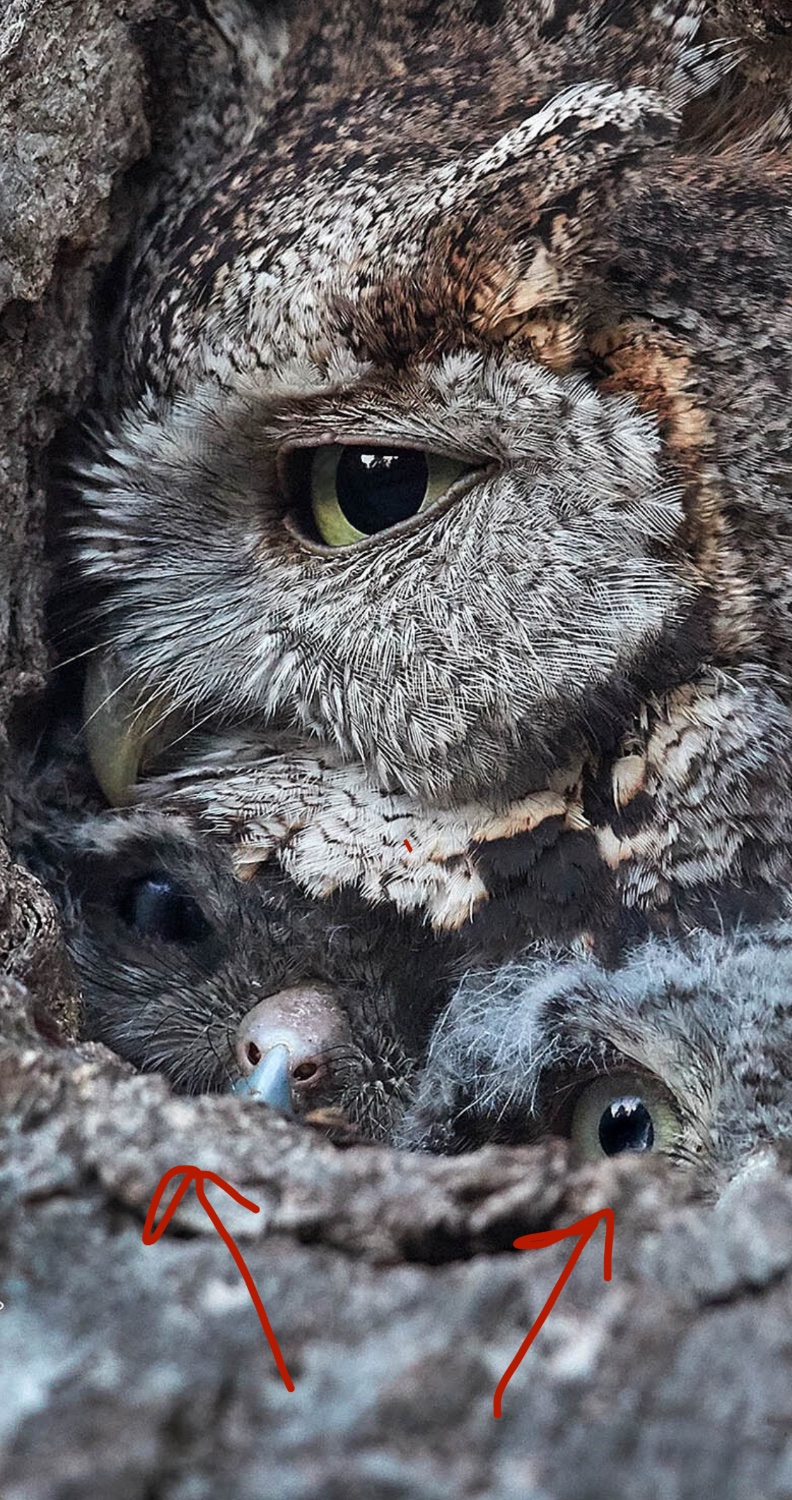3 owls crammed in tree hallo