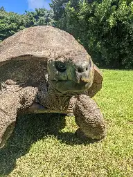 Jonathan (tortoise) - Wikipedia