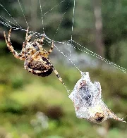 [OC] Orb Spider (Araneus diadematus) and lunch