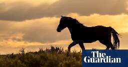 Wyoming rangers stop blowing up dead horses due to wildfire risk