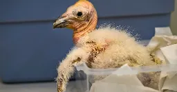 Los Angeles Zoo sets record with 17 California condor chicks hatched in 2024