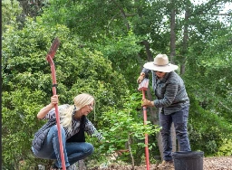 'Symbol of Peace' – Ginkgo from Atomic Bomb Survivor Tree Takes Root at SD Botanic Garden