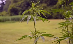 GOP House Leaders Propose Reducing Regulatory Barriers For Some Hemp Growers In Draft Farm Bill - Marijuana Moment