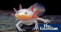 Mexican ecologists start campaign to save axolotl