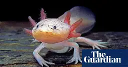 ‘We have to work urgently’: Mexican ecologists start campaign to save axolotl