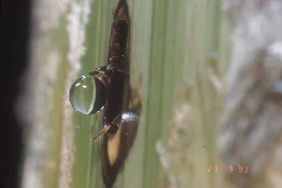 Preventing nest flooding with bamboo sap