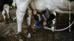 Huge amounts of bird-flu virus found in raw milk of infected cows