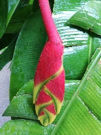 Costus/Heliconia (?) at Singapore Botanic Garden