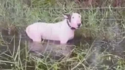 Man arrested for animal cruelty after dog found tied to post in floodwaters ahead of Hurricane Milton