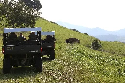 Camp Pendleton bison herd - Wikipedia