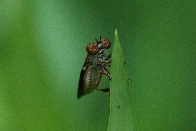 Robber Fly