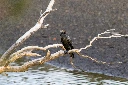 Little black cormorant, Kedron Brook Clayfield QLD Australia, October 2023