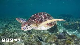 Philippines: Three dead and dozens sick after eating sea turtle stew