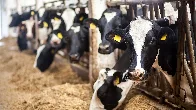 US dairy cows infected with 2nd form of bird flu for the 1st time: USDA