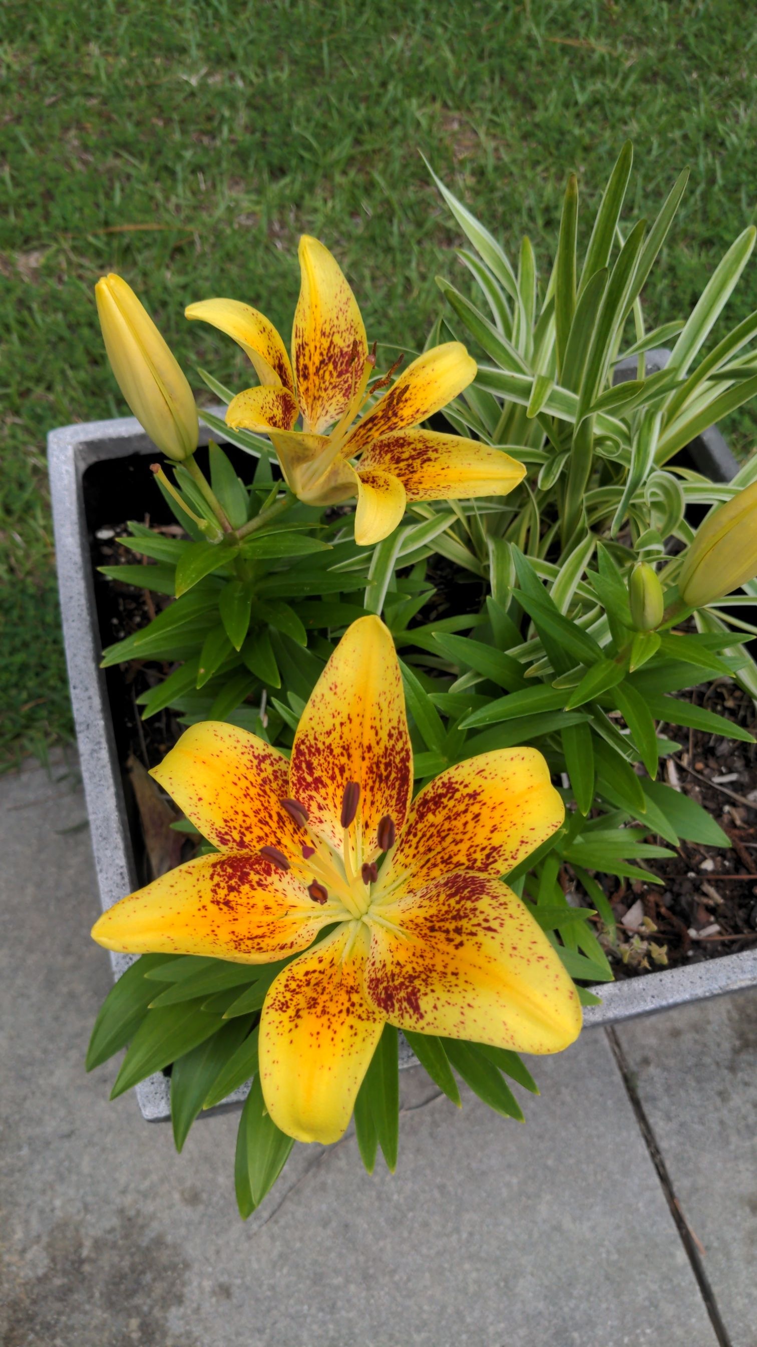 My Asiatic Lillies