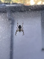 A beautiful Orb Weaver (probably male?)