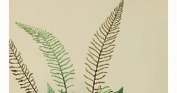 fern