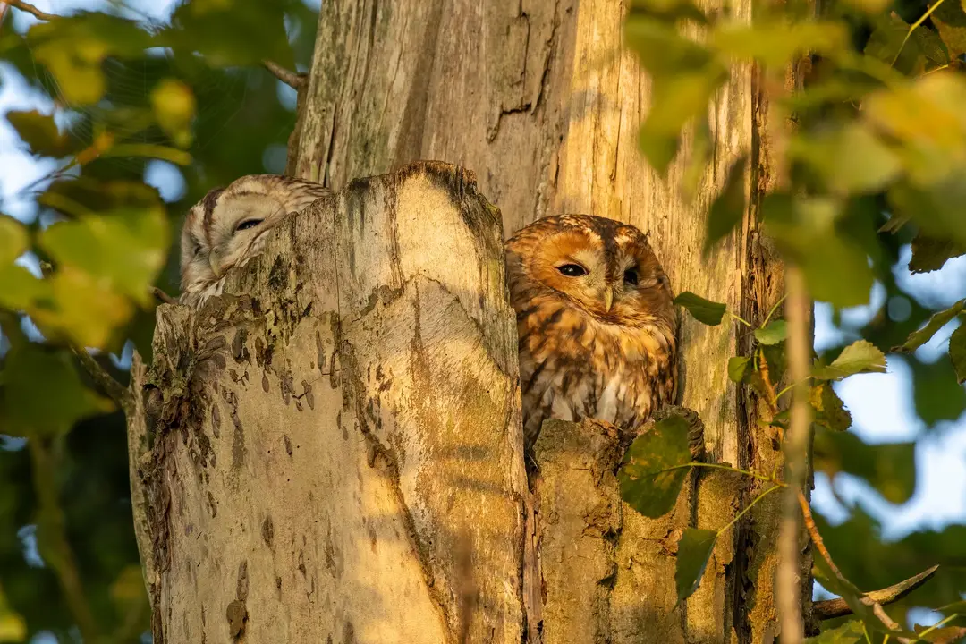 Tucked in Tawnies