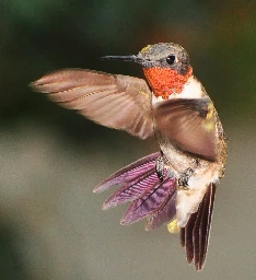 Ruby-throated hummingbird - Wikipedia