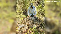 500-pound mound of pythons found in Florida marsh