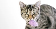 Cats That Fetch Are an Evolutionary Mystery