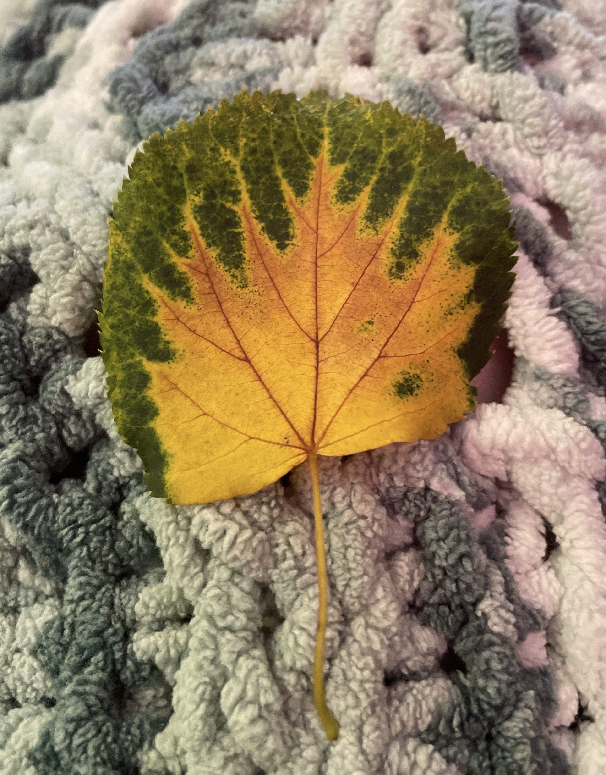 The way this leaf is changing colours