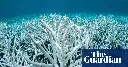 Global heating pushes coral reefs towards worst planet-wide mass bleaching on record