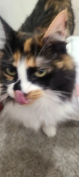 Blurry picture of a cat