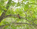 Barn swallow knows it is cute