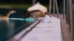 Nilgänse im Fellbacher Erlebnisbad werden erschossen