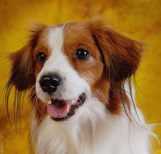 kooikerhondje portrait against golden background highlighting the reds in its fur