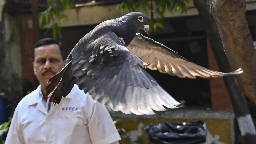 Indian police clear a suspected Chinese spy pigeon after 8 months in bird lockup