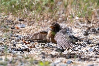 American Robin being a goof