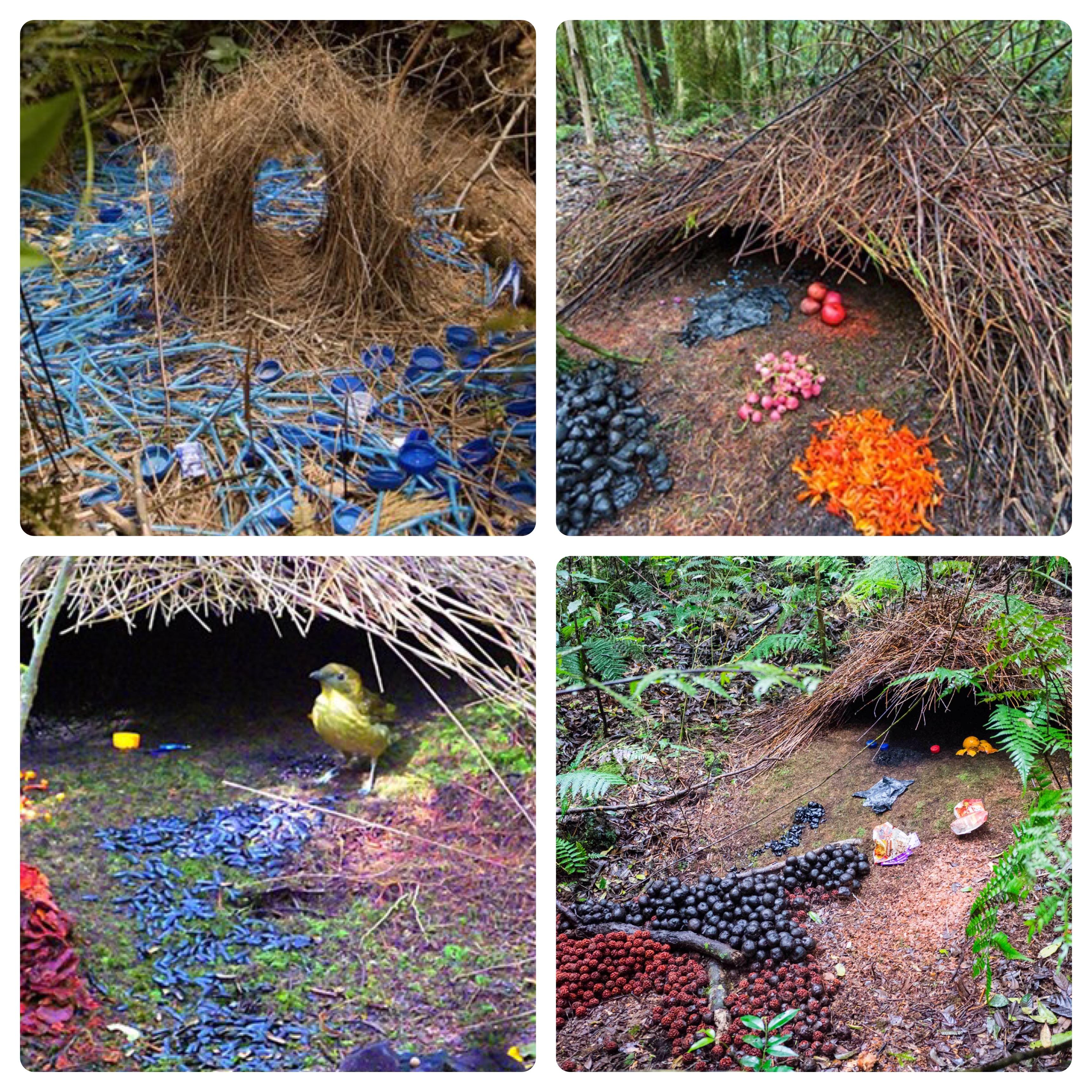 four examples of nests