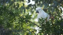 [OC] A Sulphur Crested Cockatoo eating seed in a tree