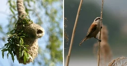 This Cunning Bird Creates a Fake Entrance to Its Nest to Trick Predators - Hasan Jasim