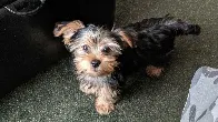 WIllow the Yorkshire Terrier growing up - From Pup To 11 Months