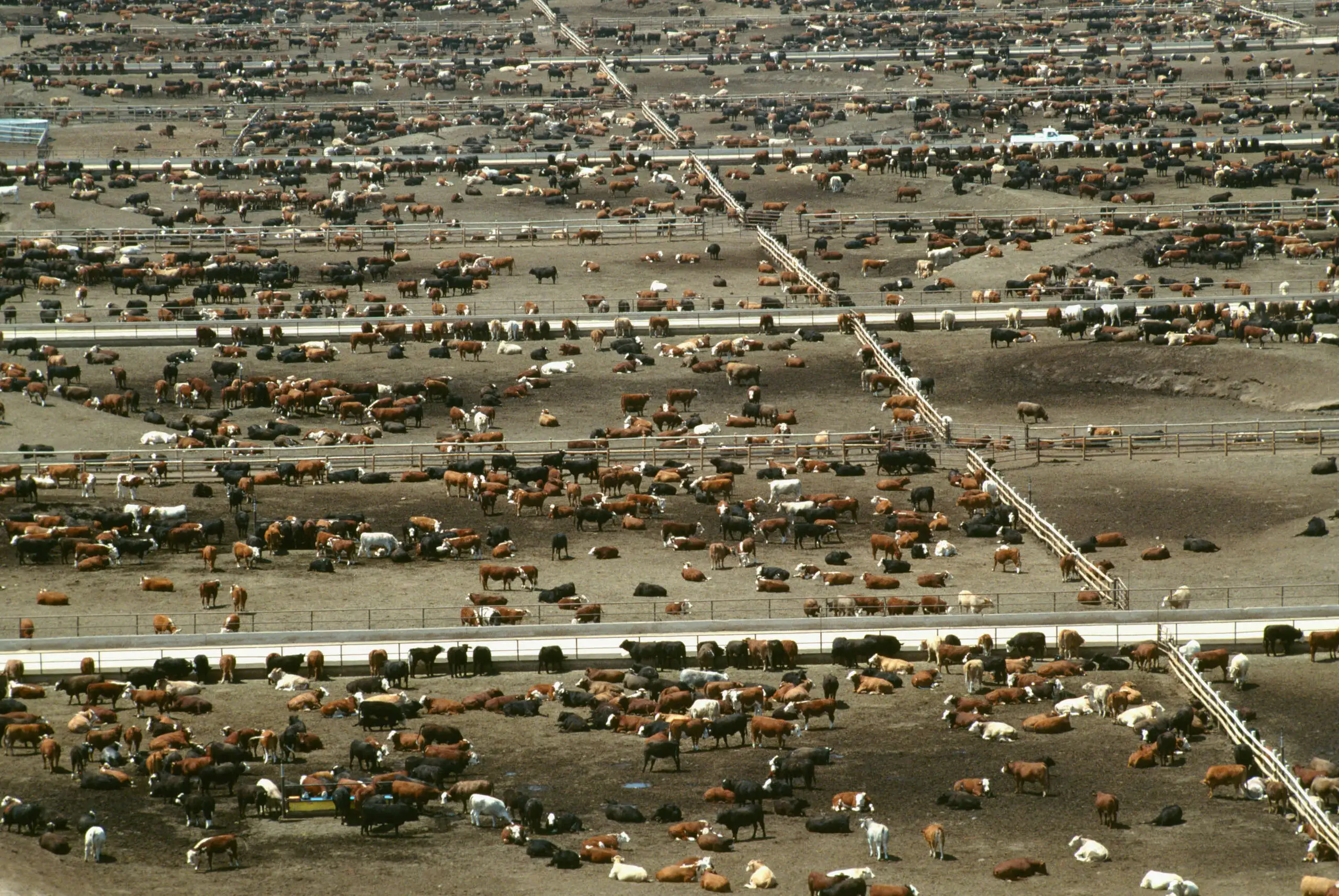 Meat Lobbyists Attend COP28 to Contradict Climate Research