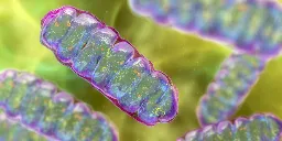 Where the heck did all those structures inside complex cells come from?