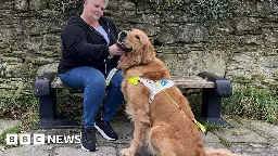 Bonfire night firework concern over guide dogs