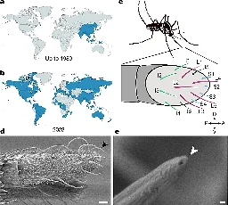 Are you tasty to mosquitoes? Study offers clues into when and why they bite