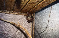 PSA: Bats are capable of living over 25 years. Bats kept as pets rarely survive more than one year. Please do not keep bats as pets!