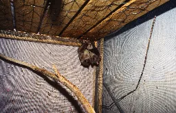 Bats As Pets - Bat World Sanctuary