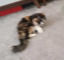 Blurry picture of a cat