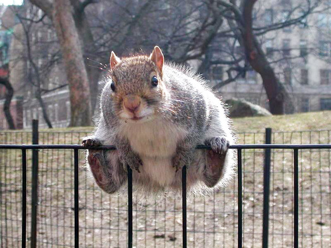 This fatty can't even get over the fence