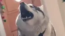 Husky sings the song of his people, now with accompanying piano!