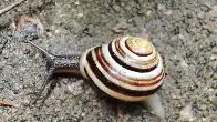 Snail in my yard