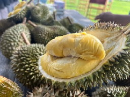 Penang banks on durian tourism to drive up local economy