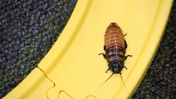 Man accidentally shot self in foot while attempting to kill cockroach