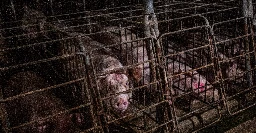 Republicans want to put pigs back in tiny cages. Again.